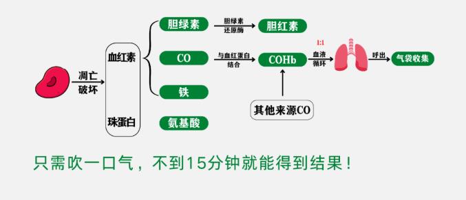 關(guān)于紅細(xì)胞壽命，你知道多少？